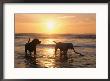 Labrador Retrievers Play In The Water At Sunset by Roy Toft Limited Edition Print