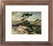 White Pine by A. J. Casson Limited Edition Print