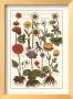 Botanicals (Crocii) by Johann Theodore De Bry Limited Edition Print