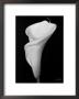 Arum Lily Iii by Bruce Rae Limited Edition Print