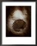 Scallops by Laurel Wade Limited Edition Pricing Art Print