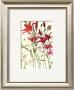 Lilies by Elizabeth Blackadder Limited Edition Print