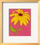 Wild Daisy Iii by Kate Rowley Limited Edition Pricing Art Print