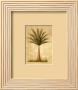 Palm Breeze Iii by Beth Yarbrough Limited Edition Pricing Art Print