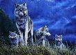 Wolves On High Ground by Dr. Jeremy Paul Limited Edition Pricing Art Print