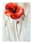 Modern Red Poppy by Maria Zielinska Limited Edition Pricing Art Print