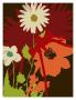 Dahlia Daisy Ii by Jennifer Orkin Lewis Limited Edition Pricing Art Print