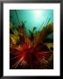 Sea Urchin, New Zealand by Tobias Bernhard Limited Edition Print