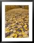 Path Covered With Bright Yellow Colored Apsen Leaves During Fall, Usa by Daniel Cox Limited Edition Print