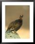 Red Grouse, Lagopus Lagopus Scoticus Adult Male Perched On Rock Grampian, Scotland by Mark Hamblin Limited Edition Print
