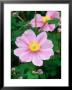 Japanese Windflower by Mark Bolton Limited Edition Print