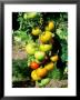 Un-Named Outdoor Tomato, Green & Red Fruit On Plant by Michele Lamontagne Limited Edition Print