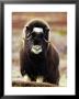 Musk Ox, Portrait Of Adult Female On Tundra, Norway by Mark Hamblin Limited Edition Print