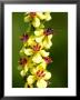 A Hover Fly Feeding On Dark Mullein (Verbascum Nigrum), West Berkshire, Uk by Philip Tull Limited Edition Print