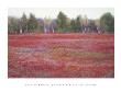 Blueberry Fields In Autumn by Phyllis Rowley Limited Edition Pricing Art Print