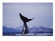 A Bowhead Whale Has Its Tail Above The Waters Surface by Paul Nicklen Limited Edition Print
