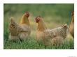 Buff Orpington Hens by Joel Sartore Limited Edition Print