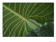 Close View Of The Underside Of Rain Forest Foliage by Michael Melford Limited Edition Print