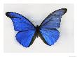 Blue Butterfly by Charles Martin Limited Edition Pricing Art Print