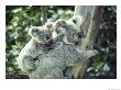 A Koala Bear Hugs A Tree While Her Baby Clings To Her Back by Anne Keiser Limited Edition Pricing Art Print