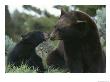 Captive American Black Bear And Cub by Norbert Rosing Limited Edition Print