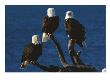 A Trio Of American Bald Eagles Perched On Dead Tree Branches by Paul Nicklen Limited Edition Print