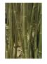 Close View Of Giant Timber Bamboos (Bambusa Oldhami) by Stephen Sharnoff Limited Edition Print