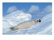 Harp Seal Pup, Pagophilus Groenlandicus, Canada by Robert Franz Limited Edition Print