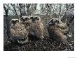 Great Horned Owlets, Five Weeks Old, Stand In A Cluster by Michael S. Quinton Limited Edition Print