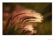 Foxtail Grass In Sunlight by Michael Melford Limited Edition Print