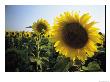 A Close View Of A Field Of Sunflowers In Tuscany, Italy by Ed George Limited Edition Pricing Art Print