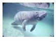 Manatee, Crystal River Nw Refuge, Fl by Frank Staub Limited Edition Print