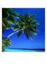 Palm Tree Over Hanging The Beach, Maldives by Dennis Wisken Limited Edition Print