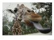 The Long Blue Tongue Of A Giraffe Reaches Out Toward The Camera by Stephen St. John Limited Edition Print