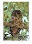A Northern Spotted Owl (Strix Occidentalis) Peers From A Tanoak Tree by Paul Chesley Limited Edition Print