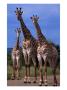 Giraffe Family, Kruger National Park, Kruger National Park, Mpumalanga, South Africa by Carol Polich Limited Edition Print