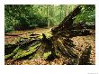 Woodland View With Moss On Dead Tree, Muritz National Park, Germany by Norbert Rosing Limited Edition Print