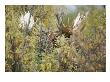 A Moose Peers Through Foliage In Denali National Park by Paul Nicklen Limited Edition Print