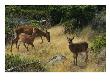 Black-Tailed Deer (Odocoileus Hemionus) And Fawn by Raymond Gehman Limited Edition Print