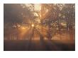 Sunlight Filters Through Trees And Fog At Sunrise by Norbert Rosing Limited Edition Print