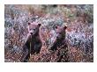 Two Grizzly Cubs (Ursus Arctos), Denali National Park & Preserve, Alaska, Usa by Mark Newman Limited Edition Pricing Art Print