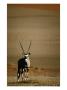 Gemsbok, Or South African Oryx ( Oryx Gazella ), In Sand Dunes, Namib Desert Park, Namibia by David Wall Limited Edition Pricing Art Print