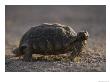 Desert Tortoise (Gopherus Agassizi) Stores Water Beneath Its Shell by Jonathan Blair Limited Edition Print