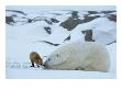 A Red Fox, Vulpes Vulpes, Noses A Polar Bear, Ursus Maritimus by Norbert Rosing Limited Edition Print