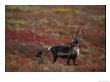 A Caribou Cow And Calf In Denali National Park by Joel Sartore Limited Edition Pricing Art Print