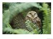 A Portrait Of A Captive Burrowing Owl Seen Through The Trees by Norbert Rosing Limited Edition Pricing Art Print