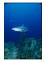 A Caribbean Reef Shark Swims Above A Coral Reef In The Bahamas by Brian J. Skerry Limited Edition Print