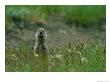 A Uinta Ground Squirrel (Spermophidus Armatus) Nibbles On A Morsel Of Food Near A Badger Den by Norbert Rosing Limited Edition Print