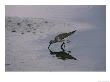 A Sandpiper Skims The Water For A Meal In The Meadowlands by Melissa Farlow Limited Edition Print