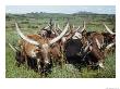 Long-Horned Ankole Cattle Of Southwestern Uganda by W. Robert Moore Limited Edition Print